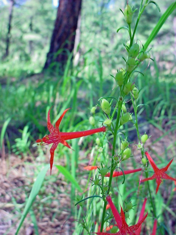 Ipomopsis aggregata subsp. formosissima image