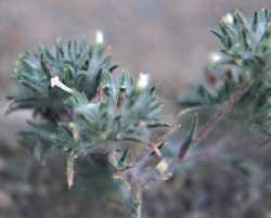 Eriastrum diffusum image