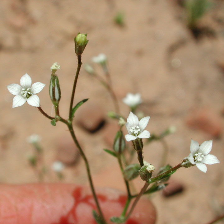 Gilia clokeyi image