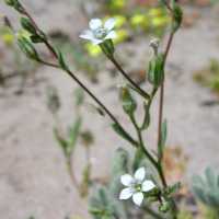 Gilia clokeyi image