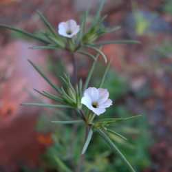 Image of Linanthus bigelovii