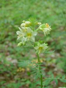 Polemonium foliosissimum image