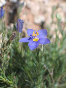 Giliastrum acerosum image