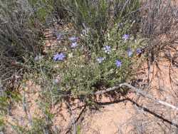 Giliastrum acerosum image