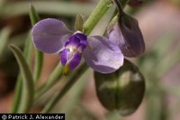 Hebecarpa barbeyana image