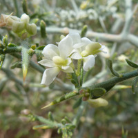 Image of Polygala acanthoclada