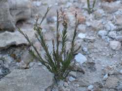 Image of Polygala scoparioides