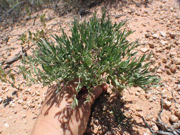 Polygala lindheimeri var. parvifolia image