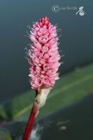 Image of Polygonum amphibium