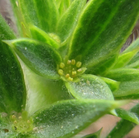 Chorizanthe rigida image