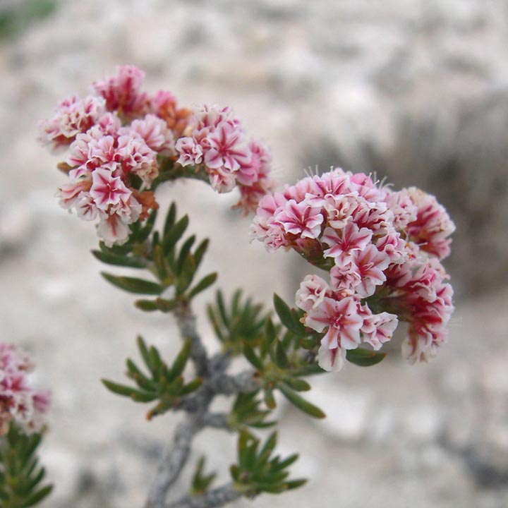 Eriogonum ericifolium image