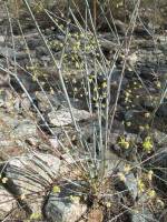 Eriogonum inflatum image