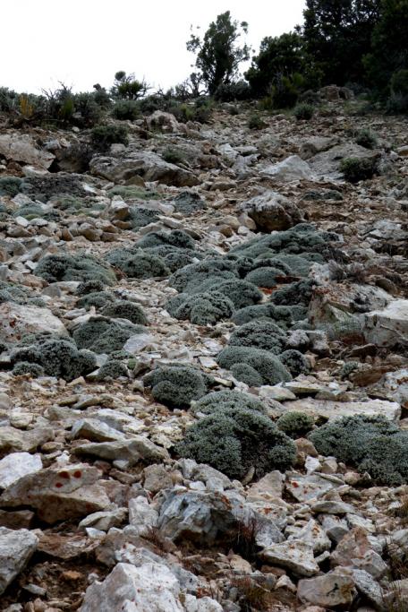 Eriogonum soredium image