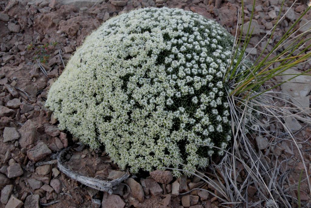 Eriogonum tumulosum image