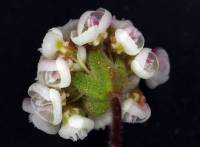 Image of Eriogonum thurberi