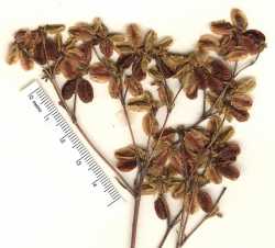 Eriogonum alatum image