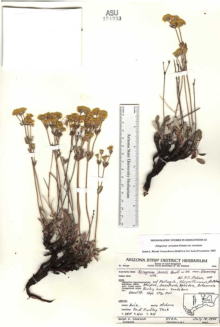 Eriogonum arcuatum image