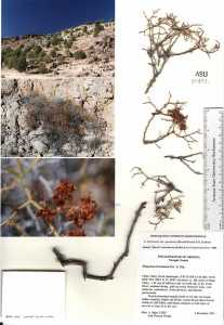 Image of Eriogonum apachense
