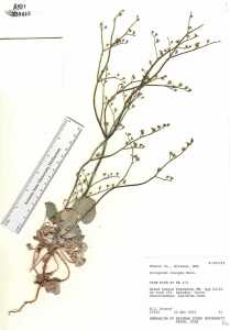 Eriogonum exaltatum image