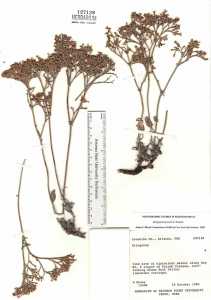 Image of Eriogonum jonesii