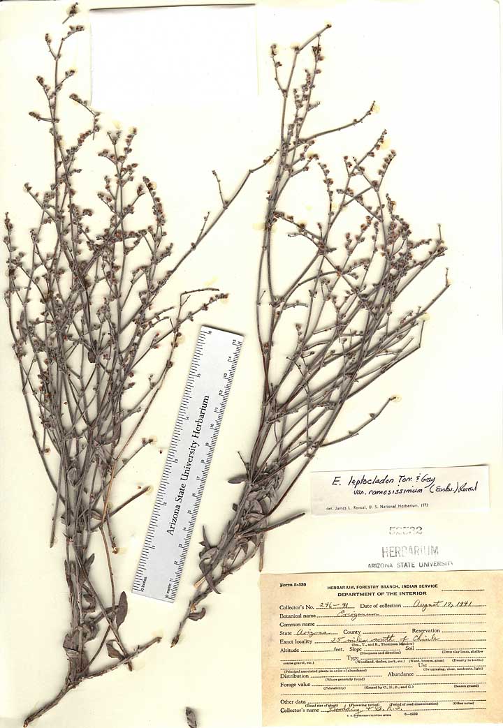 Eriogonum leptocladon var. ramosissimum image