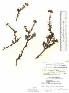 Eriogonum microthecum var. simpsonii image