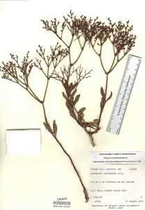 Image of Eriogonum mortonianum