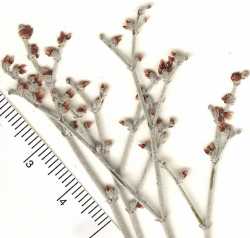 Eriogonum nummulare image