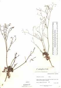 Eriogonum subreniforme image