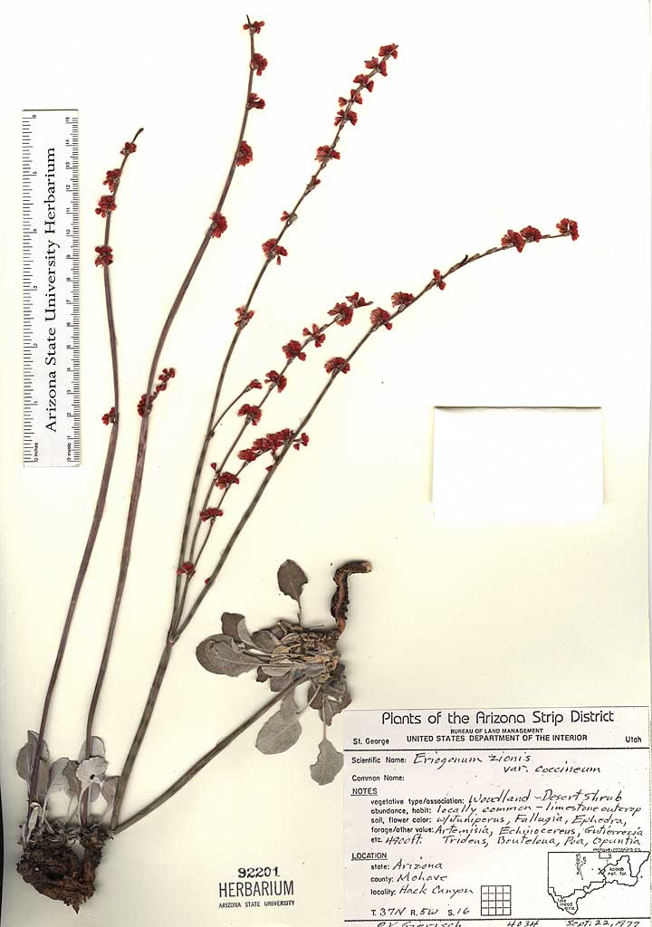 Eriogonum zionis image