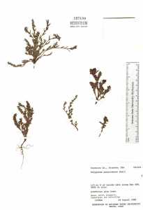 Polygonum sawatchense image