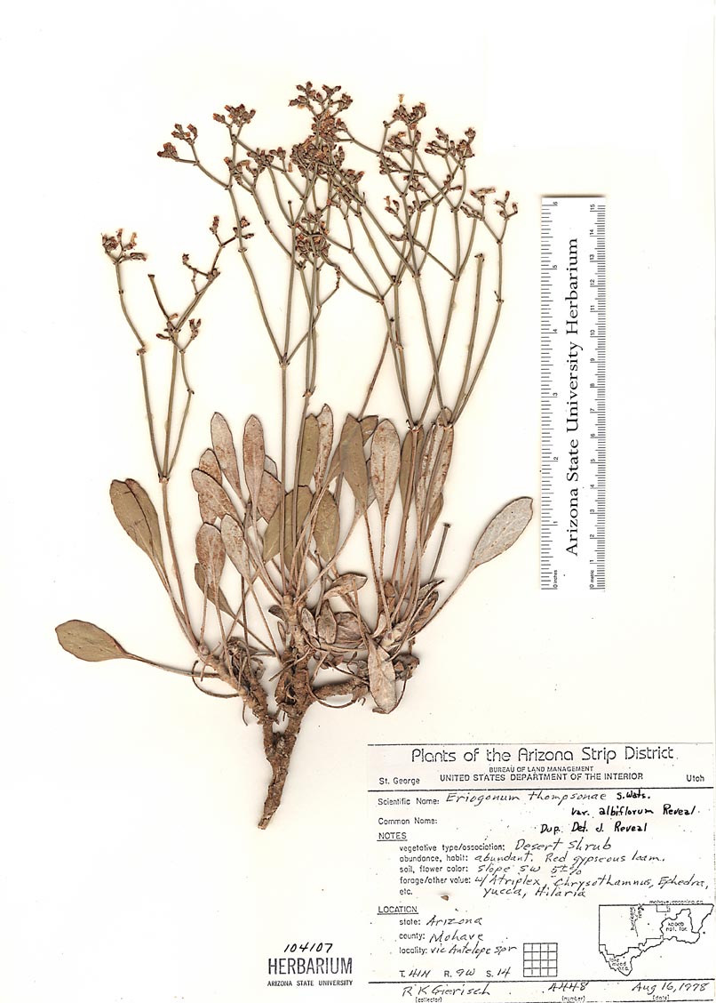 Eriogonum thompsoniae image