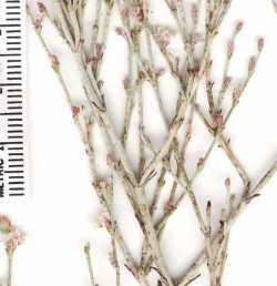 Eriogonum wrightii image