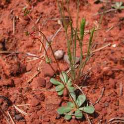 Image of Centrostegia thurberi