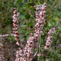 Eriogonum racemosum image