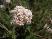 Image of Eriogonum fasciculatum