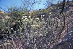 Eriogonum terrenatum image