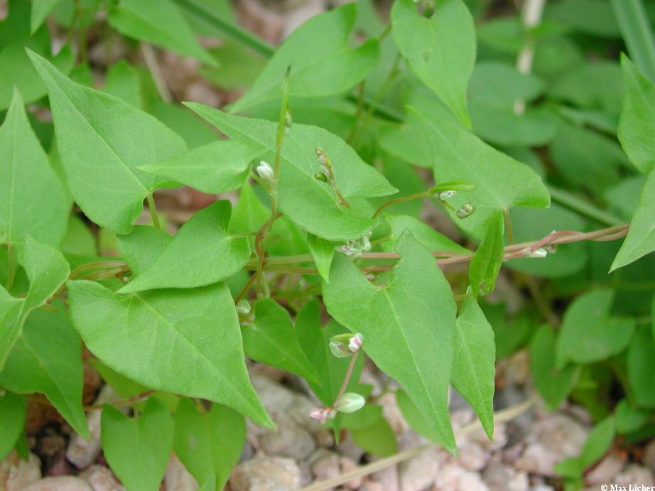 Fallopia convolvulus image