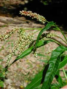 Persicaria lapathifolia image