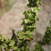 Rumex mexicanus image