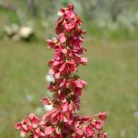 Rumex hymenosepalus image