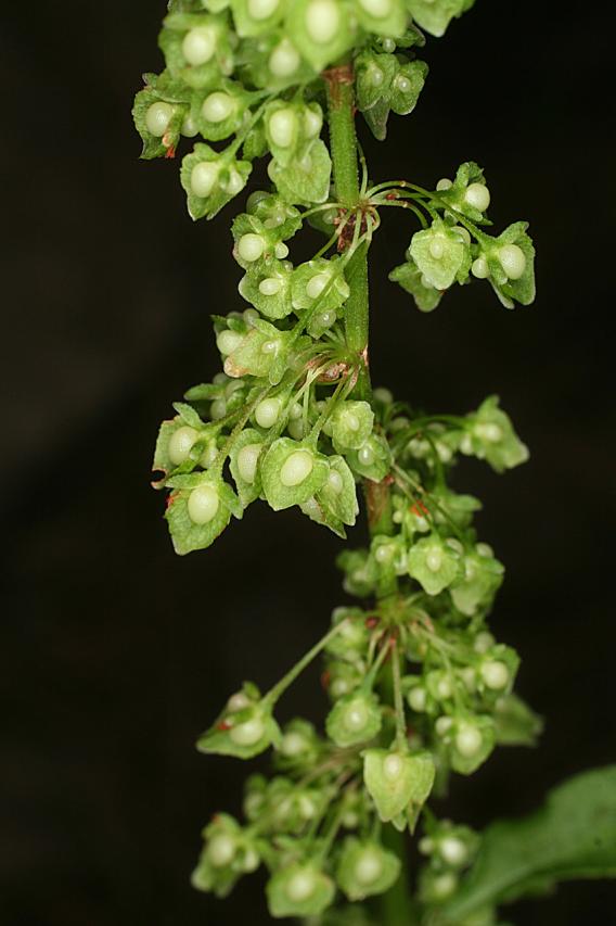Rumex crispus subsp. crispus image