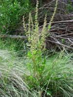 Rumex crispus image