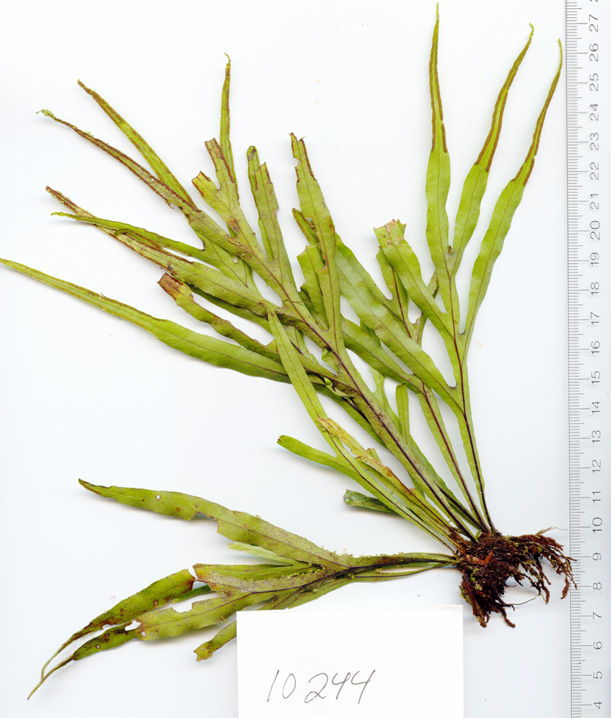 Dicranoglossum polypodioides image