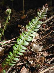 Polystichum lonchitis image