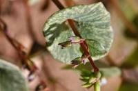 Claytonia parviflora image