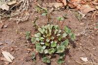 Claytonia parviflora image