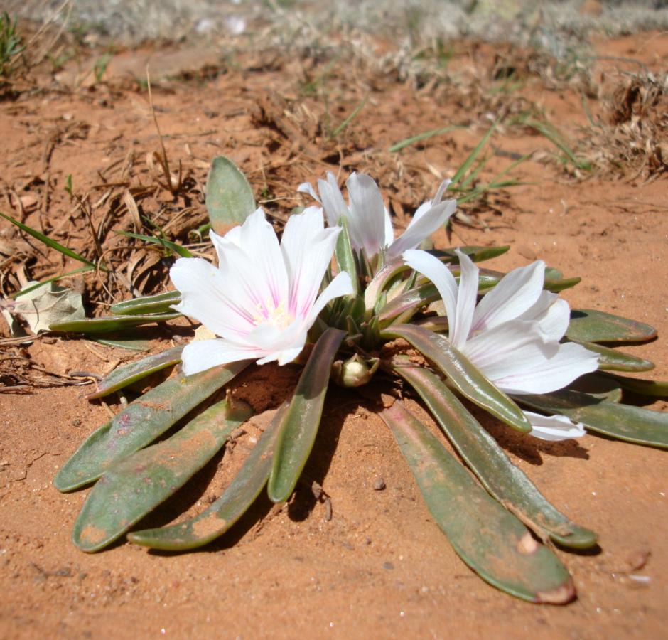 Lewisia brachycalyx image