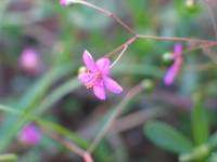 Talinum paniculatum image