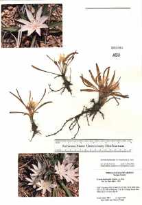 Lewisia brachycalyx image